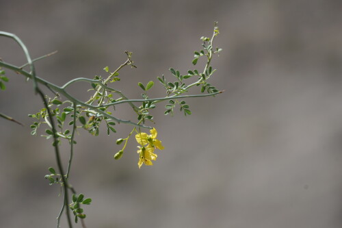 DSC08238.jpg