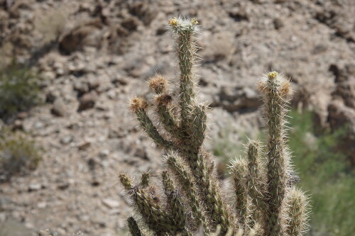 DSC08285.jpg