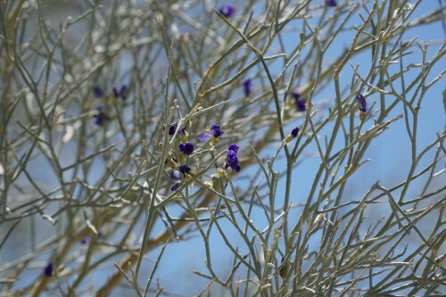 DSC08289.jpg