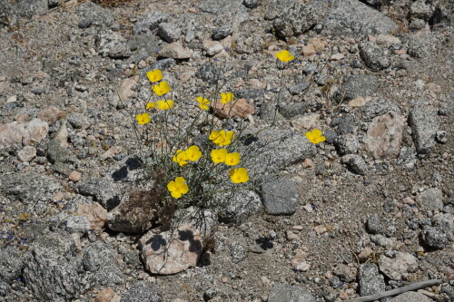DSC08303.jpg