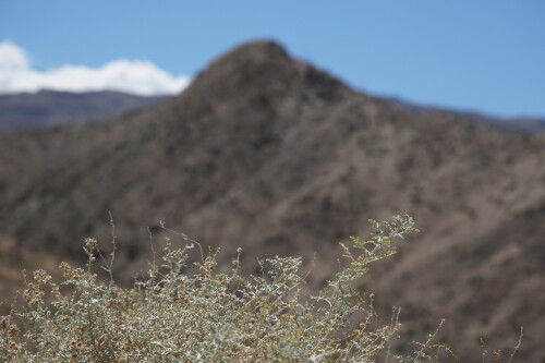 DSC08344.jpg