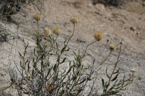 DSC08381.jpg