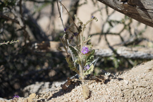 DSC08396.jpg