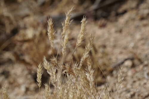 DSC08406.jpg