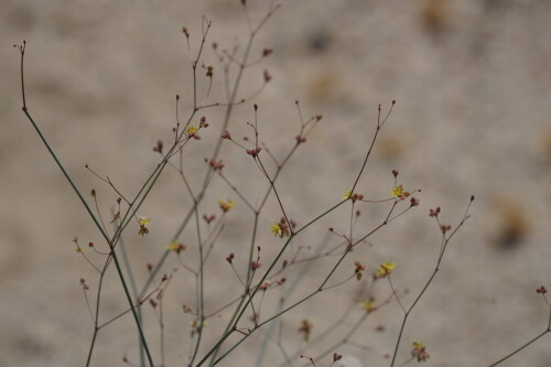 DSC08457.jpg
