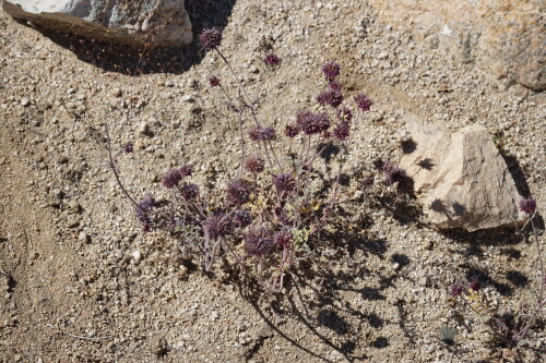 DSC08486.jpg