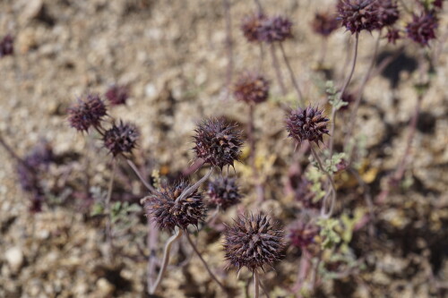 DSC08488.jpg