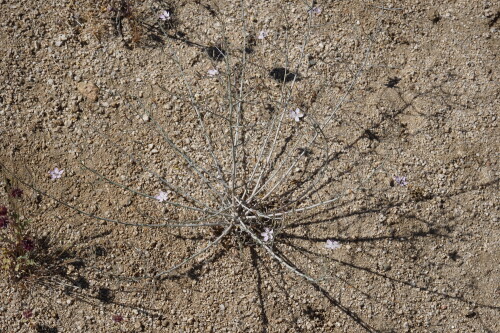 DSC08491.jpg