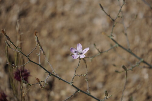 DSC08494.jpg