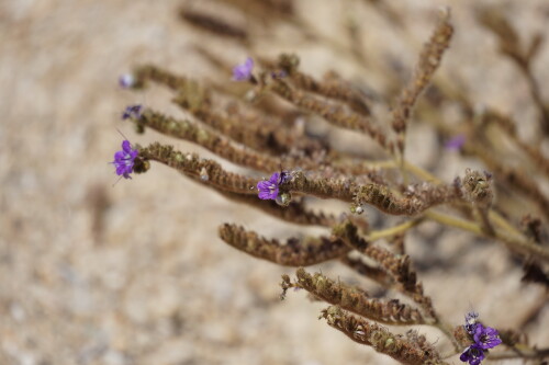 DSC08532.jpg