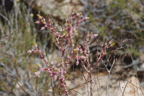 DSC08561.jpg